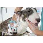 Перчатки для груминга SKIRR