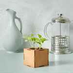 Набор для выращивания «Экокуб LITE», ель голубая