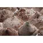 Меренги BAISER, с шоколадной крошкой