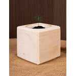 Набор для выращивания «Экокуб», ель голубая