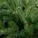 Искусственная ель MS.TREE, 180 см